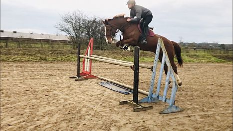 Show Jumping Schoolmistress - KWPN Mare